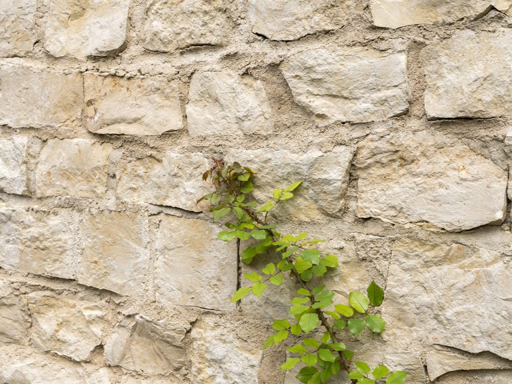Nahaufnahme einer Mauer aus Naturstein mit einer Pflanze davor