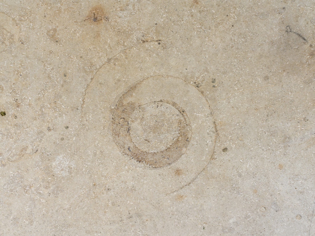 Fossilien-Einschluss in einer Terrassenplatte aus Jura Marmor